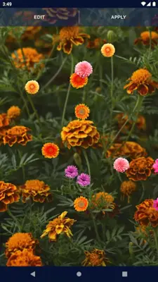 Autumn Flowers Live Wallpaper android App screenshot 0